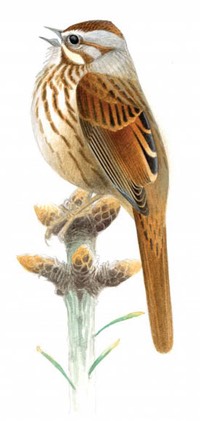 hand drawn bird
