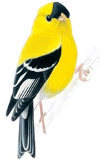hand drawn goldfinch