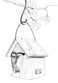 SwallowA-Frame